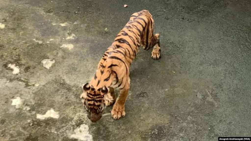 Lagi, 1 Harimau Mati di Medan Zoo