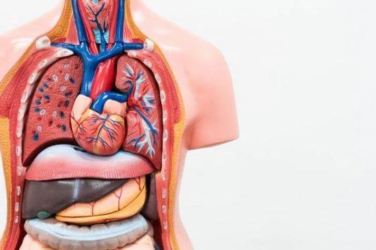 Khutbah Jumat 2 Juni 2023, Menjaga 5 Organ Tubuh untuk Meraih Takwa