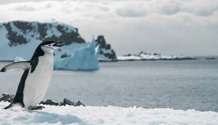 Kebijakan Ganjil AS: Pulau Penguin Tak Berpenghuni Milik Australia Kena Tarif Dagang, PM Albanese Heran