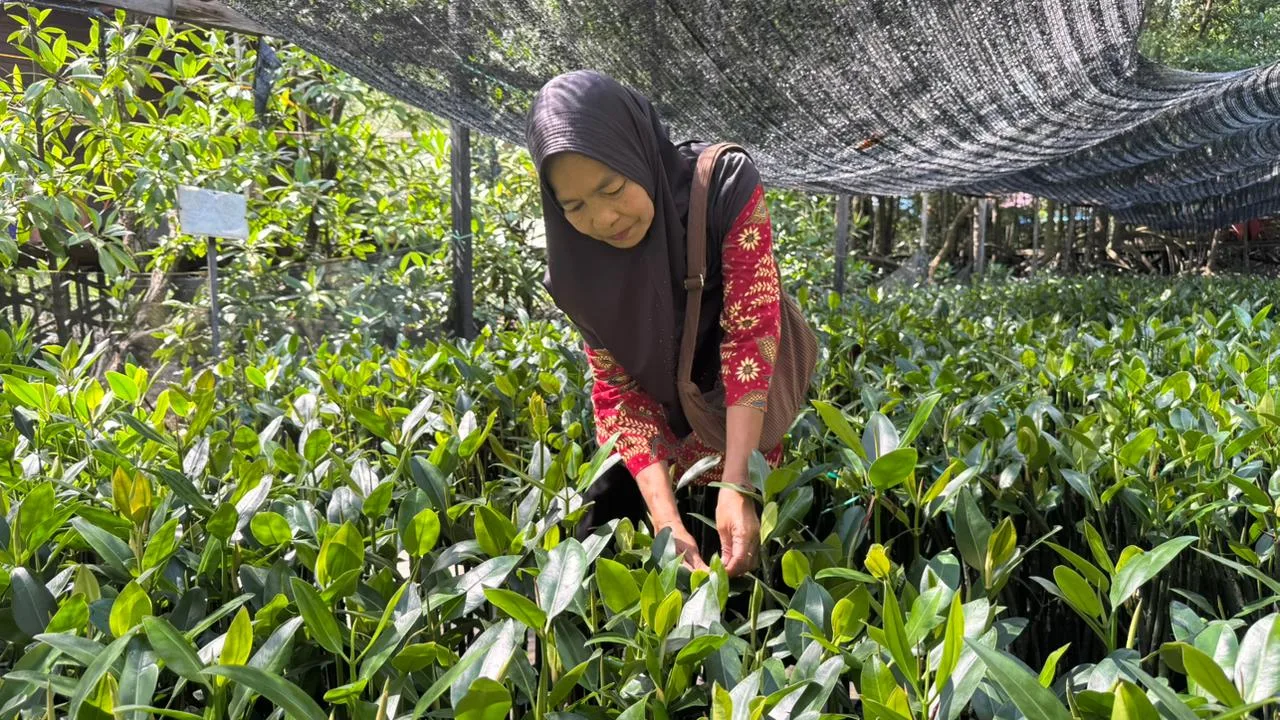 Memetik Buah Konservasi Mangrove: Lingkungan Lestari, Keluarga Berdaya