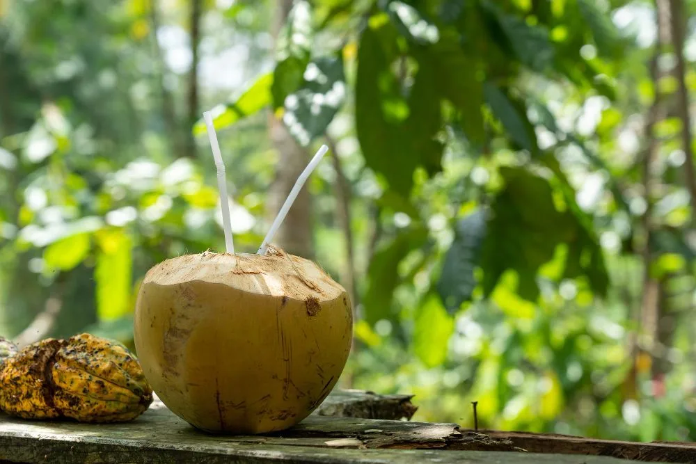 5 Manfaat Air Kelapa yang Terbukti Secara Ilmiah, Baik untuk Kesehatan