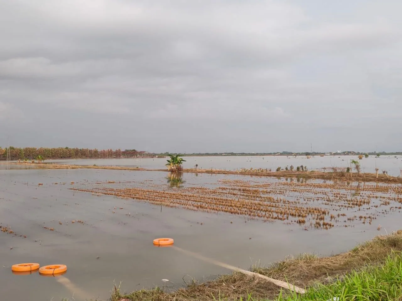 Hari Ke-12 Banjir Demak, Air Berangsur Surut, Pengungsi Mulai Pulang