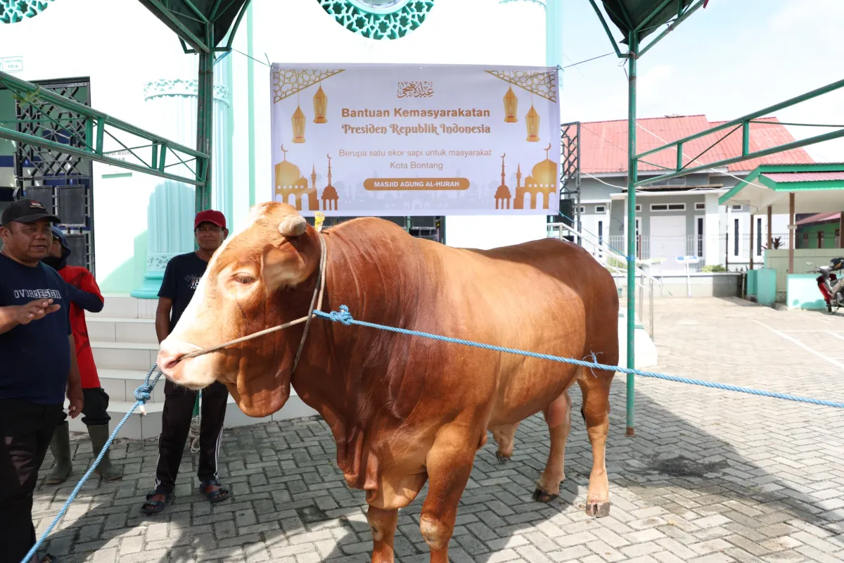 Sapi Kurban Presiden RI Berbobot 732,5 Kg Tiba di Bontang, Ini Penampakannya!