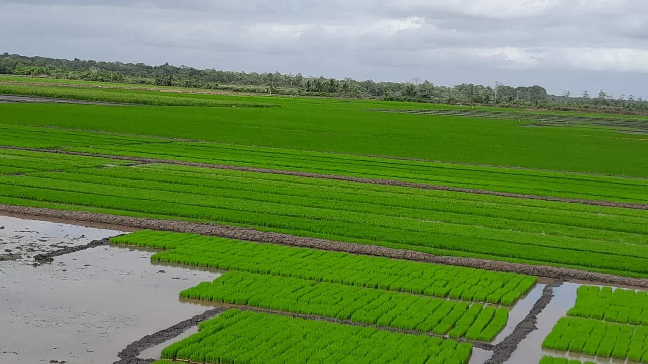 Potret Ironi Ketahanan Pangan Papua Selatan: Lahan Subur, Produktivitas Minim
