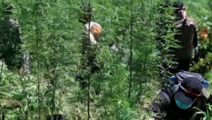 Potret Ladang Ganja yang Berada di Kawasan Taman Nasional Bromo Tengger Semeru.