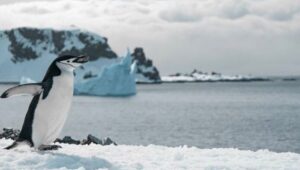 Pulau yang Hanya Dihuni Penguin juga Kena Tarif Dagang Tinggi dari Trump.