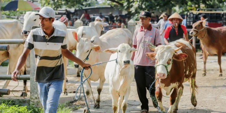 Ilustrasi Qurban.